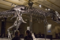 Kanada'da dünyanın en büyük ve en yaşlı T-rex fosili bulundu