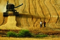 Buğdayda rekolte beklentisi en az 20 milyon ton