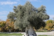 Mersin'deki tarihi zeytin ağaçları için tescil çalışması