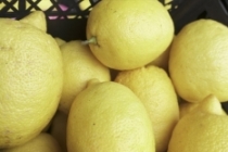 Narenciye ihracatını limon sırtladı