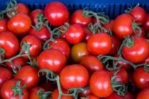 Rusya'ya domates ihracatındaki artış yüz güldürüyor