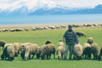 Hayvan yetiştiricilerinden, atıl hazine arazilere yönelim çağrı