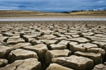 Kanada’da kuraklık tarımsal afete neden oldu: Tarlaları çekirgeler istila etti