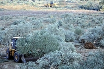 Zeytinlik alanlarda madencilik izni çıktı