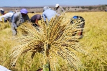 2022 çeltik alım fiyatları açıklandı