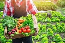 Çiftçiye garantili satış raflara taze sebze geliyor
