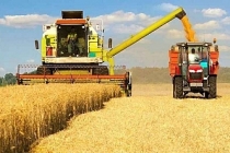 Türkiye'nin buğday üretimi 21,5 milyon tona ulaştı