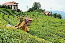 Türk çayında ihracat hedefi 25 milyon dolar