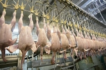 Tavuk eti üretimi eylülde aylık bazda yüzde 5,7, yıllık bazda yüzde 8,9 azaldı