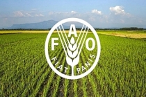 Türkiye, FAO konsey üyeliğine seçildi