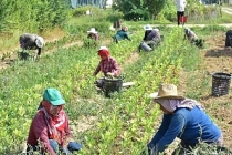 Türkiye’nin tarım envanteri çıkarılıyor: 450 bin çiftçi sisteme işlendi
