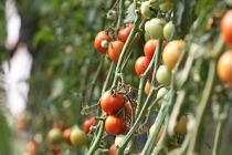 Destekler organik tarım üretimini artırdı