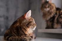 Bize 'gerçekten' gülüyorlarmış: Kedinizle iletişim kurmak için yavaşça göz kırpın