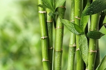 Bilim dünyası merceğe aldı: Bambu, yeni "süper gıda" olabilir