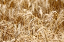 Su yetersizliği buğdayda verimi yüzde 40'a kadar düşürebilir