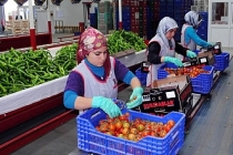 Tarımda tüm zamanların en yüksek yıllık ihracatı