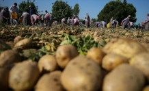 Tarım ve Orman Bakanı Pakdemirli: Türkiye patates üretiminde dünyada ilk 10'da
