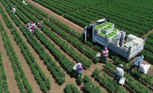 Bitkisel üretimde zorlu yıl: 2025’te soframız küçülecek