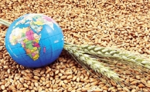 Tahıl fiyatlarında kuzey yarımküre baskısı