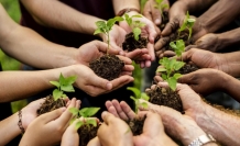 2025'te 517 milyon fidan ve tohum toprakla buluştu