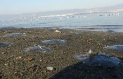 Marmara Denizi çevresinde denizanası ölümleri