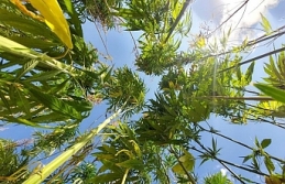 21 ilde kenevir üretimi yapılabilecek