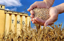 Buğdayda yeni dönem: TMO stokları günlük satışa...