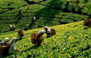 254 bin ton kuru çay üretildi