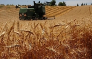 'Türkiye buğdayda kendine yetiyor'