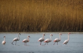 Van Gölü kuğu ve flamingoları ağırlıyor
