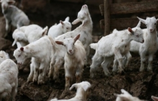 Keçi ıslahı projesinde ilk yavrular alındı