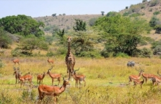 Kenya'da başkentin göbeğinde safari heyecanı