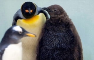 Küresel ısınma kral penguenleri de tehdit ediyor