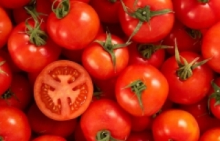 Rusya'nın domates kısıtlamalarına tepki büyüyor