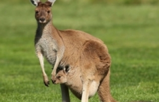 Avustralya’da kuraklık sebebiyle kanguruları öldürme...