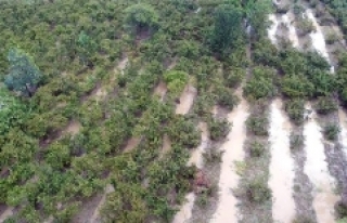 Ordu'daki selde bin 100 ton fındık zarar gördü