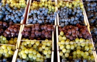 Yaş üzüm ihracatı yüzde 43 arttı