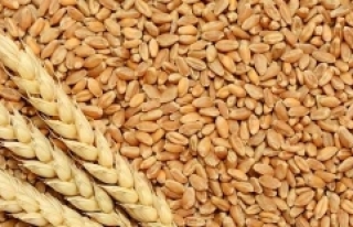 TMO, buğday alımı için ihale açtı