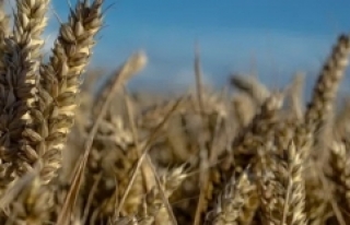 TMO, buğdayda küresel stok krizine karşı önlem...