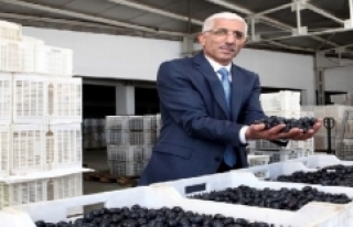 Marmarabirlik zeytin alımında rekor kıracak