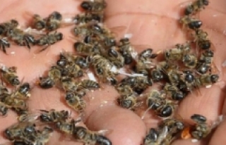 Toplu arı ölümleri hastalıktan değil zirai ilaçlardan