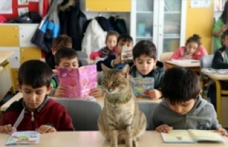 Kedi 'Tarçın' 257'nci öğrenci oldu