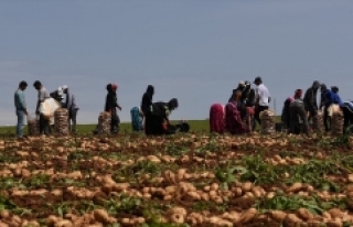 Turfanda patates hasadı devam ediyor