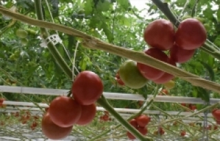 Batı Akdeniz 4 ayda 62 milyon dolarlık domates ihraç...