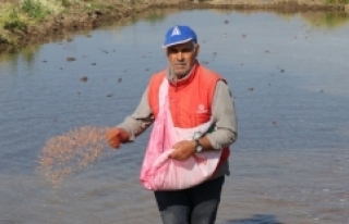 'Beyaz altının' tohumu toprakla buluştu