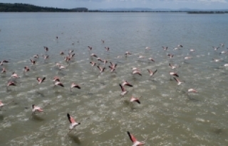 İzmir Kuş Cenneti'nde 20 bin flamingo kuluçkaya...