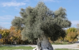 Mersin'deki tarihi zeytin ağaçları için tescil...