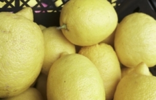 Narenciye ihracatını limon sırtladı