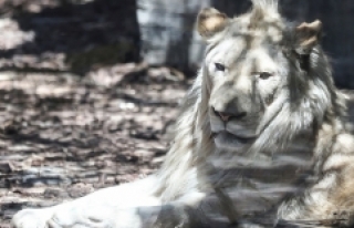 Türkiye'nin ilk beyaz aslanları İstanbul'da