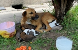 Cami avlusunda yavrulayan köpeğe imam sahip çıktı